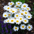 Shasta Daisy Seeds – Leucanthemum superbum – 100mg (~100 Seeds), White Perennial Blooms, Pollinator Friendly, Cottage Garden Classic