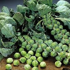 Brussels Sprouts Catskill Seeds – 1g for Planting, Heirloom Variety, Cold Hardy, High Yield, Compact Growth, Garden & Container