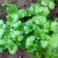 125 Seeds Leisure Cilantro, Coriandrum Sativum, Flavorful Herb for Cooking & Garnish