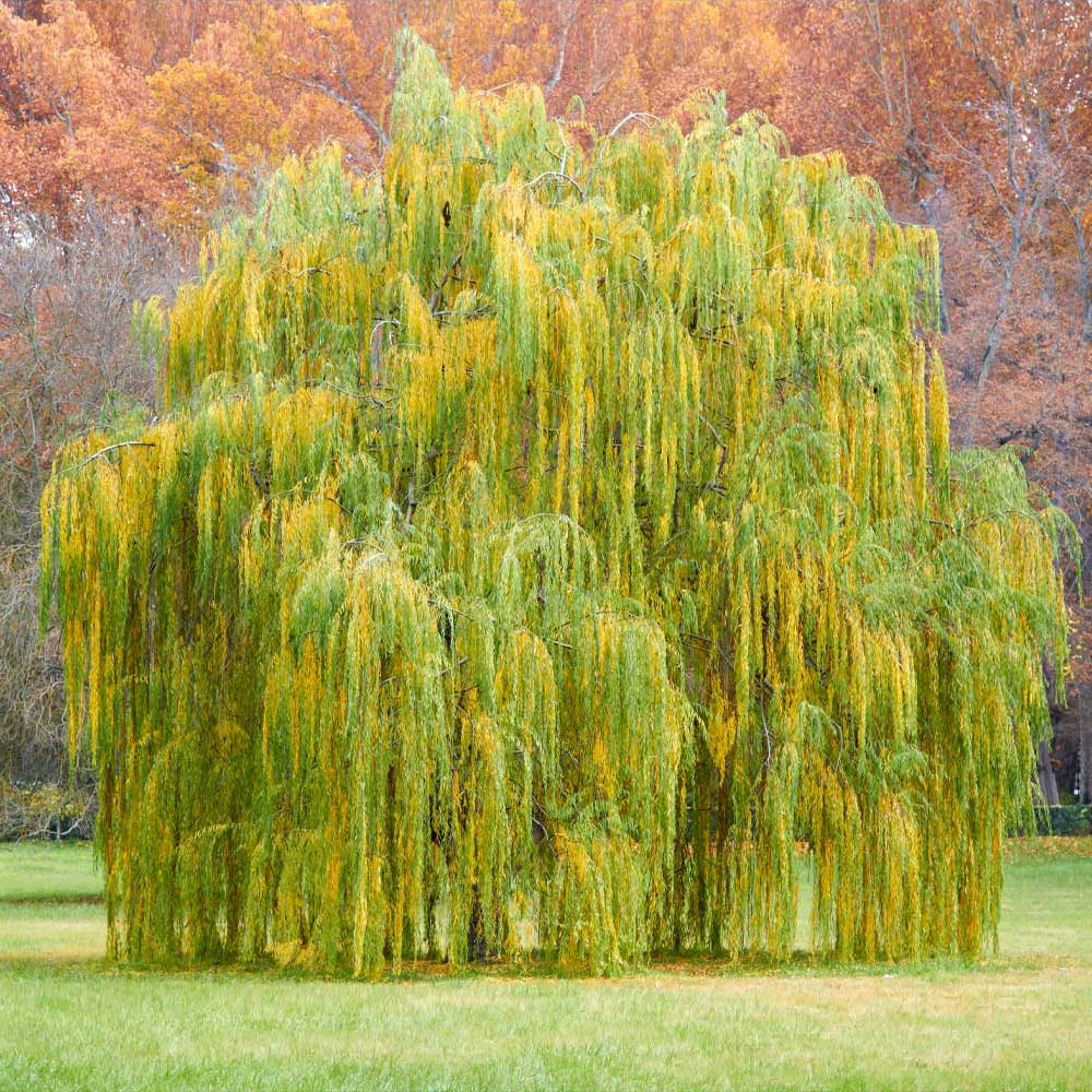 1 Weeping Willow Tree, Live Bare Root Plant, 2-3 Feet Tall, Fast-Growing Ornamental