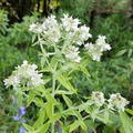Mountain Mint Seeds (Pycnanthemum verticillatum) | 25 Seeds | Aromatic Herb | Edible Leaves | Native Perennial Plant
