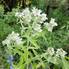 Mountain Mint Seeds (Pycnanthemum verticillatum) | 25 Seeds | Aromatic Herb | Edible Leaves | Native Perennial Plant