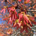 10 Seeds Acer Tataricum, Tatarian Maple Tree, Hardy Deciduous Ornamental Shade Tree