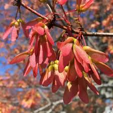 10 Seeds Acer Tataricum, Tatarian Maple Tree, Hardy Deciduous Ornamental Shade Tree