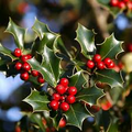 English Holly Seeds – Ilex aquifolium – 10 Seeds for Planting, Evergreen Ornamental Tree, Glossy Leaves, Red Berries, Classic Winter Plant
