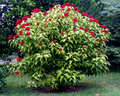 50 Annatto Dye Plant Seeds - Bixa orellana, Lipstick Tree, Tropical Pink Flowers, Zones 10-12, Ornamental Shrub, Natural Dye Source
