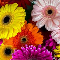 Gerbera Daisy Jamesonii Mix 200 Seeds – Vibrant Garden Blooms in Mixed Colors for Containers, Borders & Cutting Gardens – USA