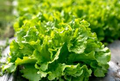 Black Seeded Simpson Leaf Lettuce Seeds – 1g for Planting, Heirloom Variety, Crisp & Tender, Fast Growing, Cold Hardy, Garden Container