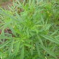 100mg Black Mint Seeds Tagetes minuta Huacatay | Aromatic Herb, Non-GMO, Medicinal & Culinary Uses, Easy to Grow, Unique Flavor, Annual