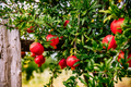 25 Pomegranate Seeds (Punica granatum) - Sweet Tropical Edible Fruit Shrub/Tree, Grow Your Own Fresh Pomegranates, Fast Growing, Healthy