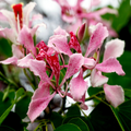 20 Pink Orchid Tree Seeds - Bauhinia monandra, Tropical Butterfly Flower, Rare, Zones 10-12, Attracts Bees & Butterflies, Fast Growing