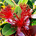 20 Pineapple Guava Tree Seeds (Feijoa sellowiana) – Tropical Fruit & Flower Plant, Edible Blooms, USDA Zones 8-11, Brazilian Fig Guava