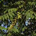 Japanese Heartnut Walnut Tree Seedling 12-18" Juglans ailantifolia var. cordiformis Heart-Shaped Nuts Live Plant