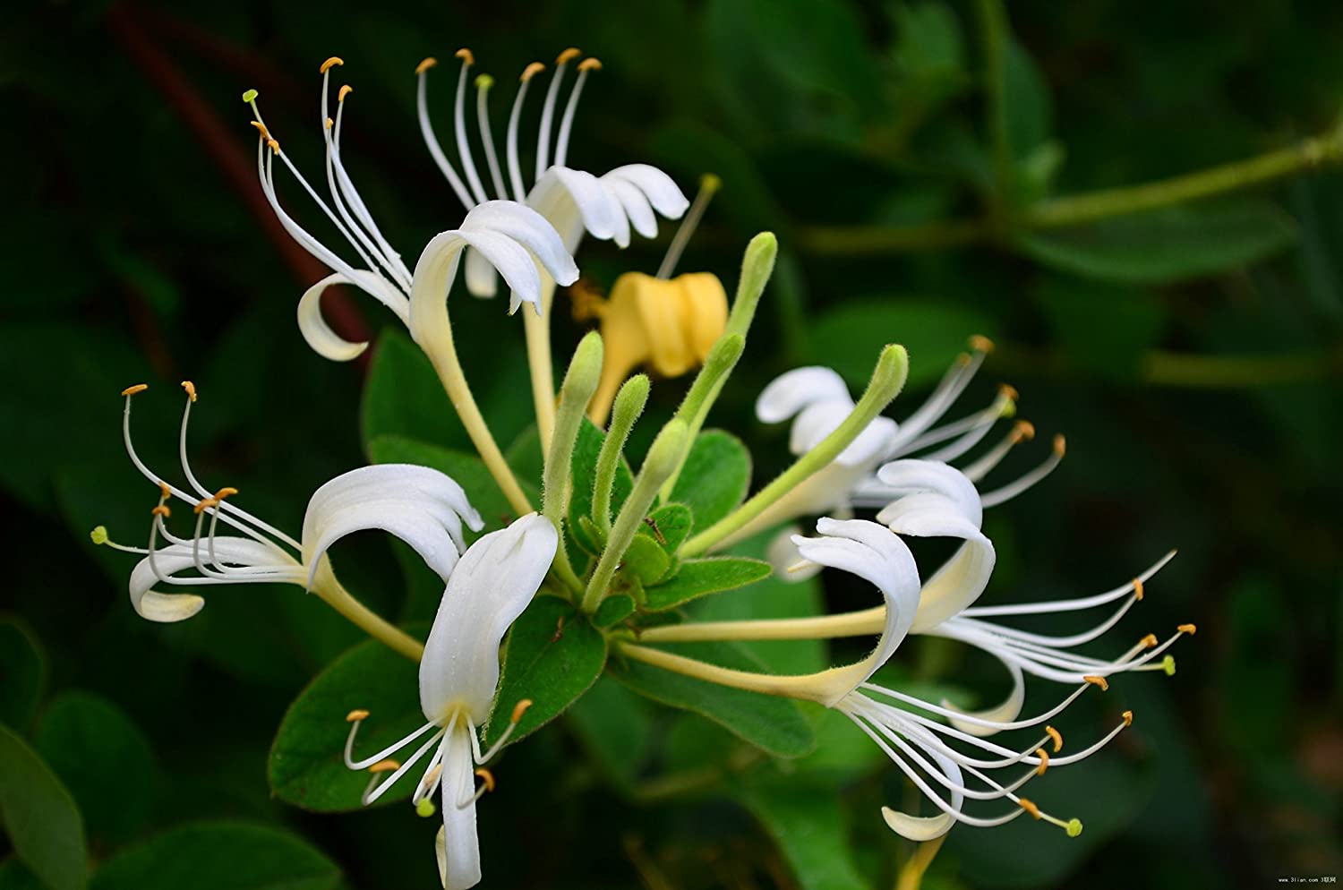 10 Japanese Honeysuckle Vine Cuttings – Lonicera japonica, Unrooted Starts, Fragrant Fast-Growing Climber for Propagation