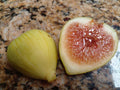 White Kadota Fig Cuttings (Ficus carica) - 2 Unrooted 6-8" | Rare Heirloom Green Fig | Sweet Fruit Tree for Propagation & Home Gardens