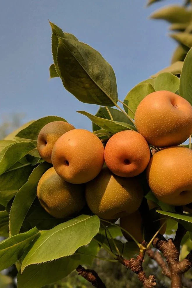 Super Rare Kosui Pear Cutting (Pyrus pyrifolia ‘Kosui’) – 1 Unrooted Cutting for Rooting, Propagation, or Grafting