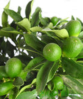 Super Double Rare Green Kumquat Cuttings (Fortunella / Citrus) – 3 Fresh Unrooted Cuttings for Rooting, Propagation, or Grafting