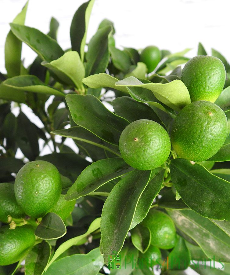 Super Double Rare Green Kumquat Cuttings (Fortunella / Citrus) – 3 Fresh Unrooted Cuttings for Rooting, Propagation, or Grafting