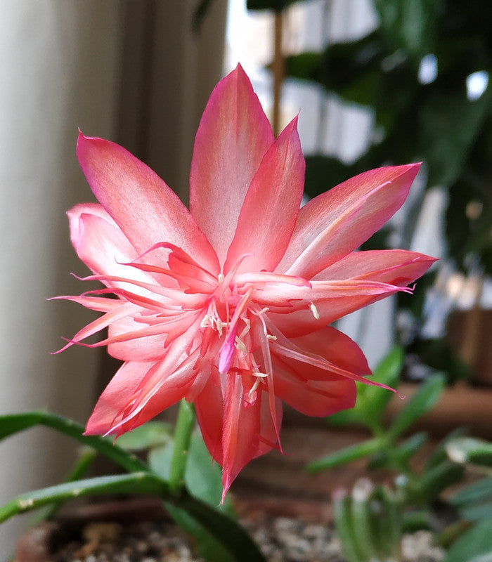 2 Schlumbergera “Laranja Dobrada” Cuttings (Unrooted) – Thanksgiving/Christmas Cactus – Rare Orange Double Bloom Holiday Cactus