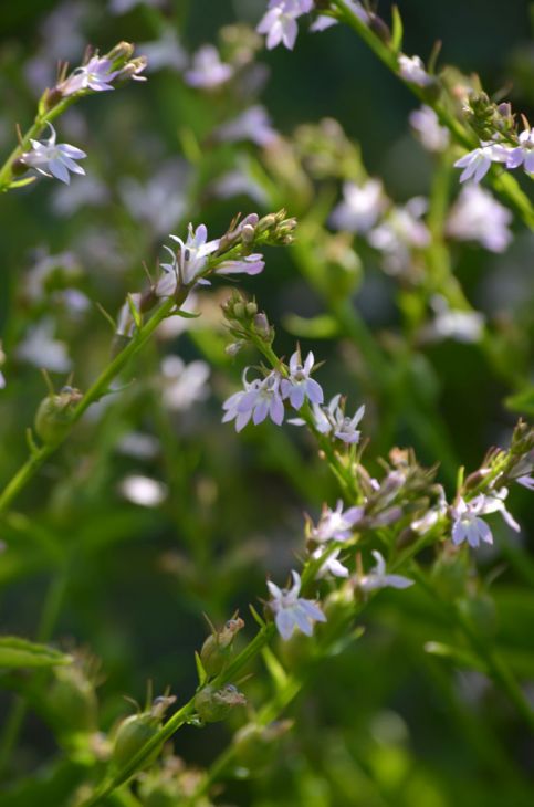 Lobelia inflata Seeds – Indian Tobacco Wildflower, 500 Non-GMO Annual Seeds, Native Pollinator Garden & Medicinal Plant