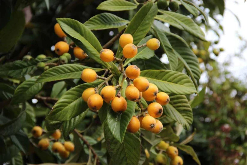 Gold Nugget Loquat Cutting (Eriobotrya japonica) – 6–8” Unrooted Cutting for Rooting, Propagation, or Grafting – Sweet Fruit Variety