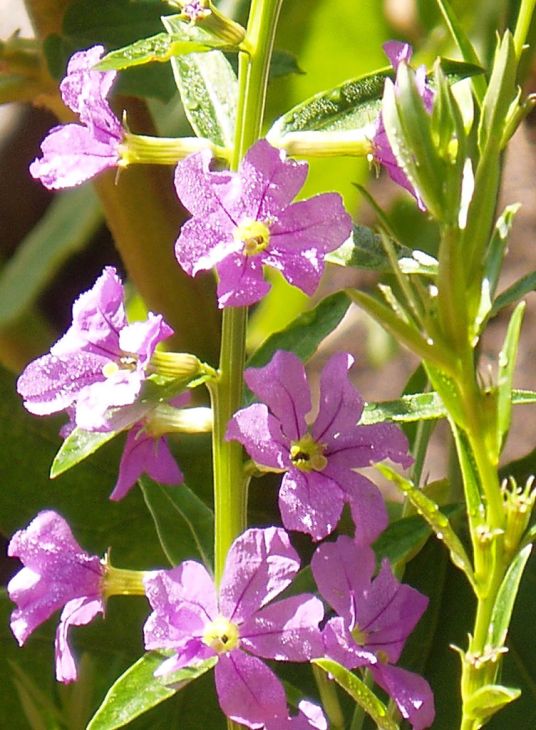 1000 Lythrum alatum Seeds | Winged Loosestrife | Native Perennial Wetland Plant | Pollinator-Friendly Meadow & Garden