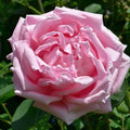 Super Rare ‘Madame Caroline Testout’ Rose Cuttings (Rosa ‘Mme Caroline Testout’) – 3 Unrooted Cuttings for Rooting or Grafting
