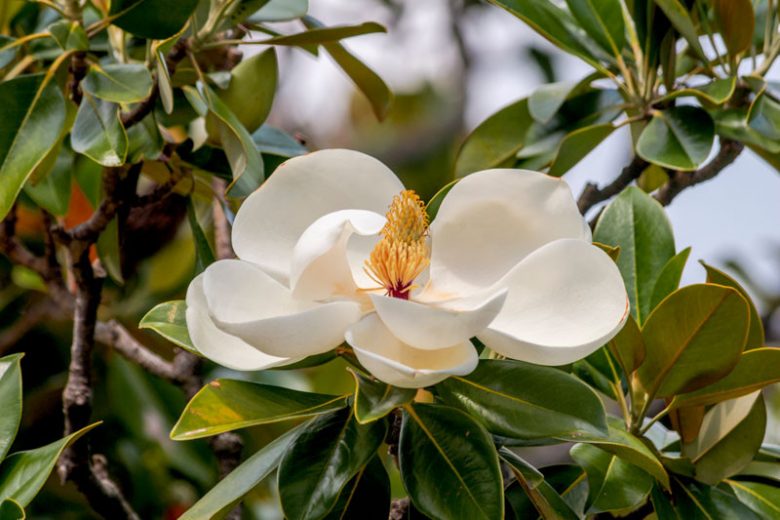 Southern Magnolia Cuttings (Magnolia grandiflora) – 8 Fresh Live Tree Cuttings for Rooting or Grafting | Evergreen Flowering Tree Start
