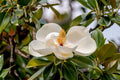 Southern Magnolia Cuttings (Magnolia grandiflora) – 8 Fresh Live Tree Cuttings for Rooting or Grafting | Evergreen Flowering Tree Start