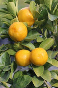 Super Double Rare Fukushu Kumquat Cuttings (Fortunella obovata) – 3 Fresh Scions for Rooting or Grafting – Sweet Round Kumquat