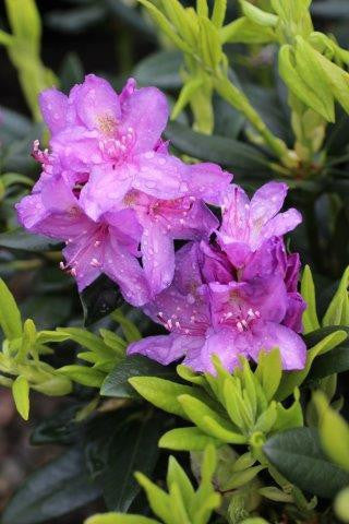 Catawba Boursault Rhododendron Starter Plant (Rhododendron catawbiense) – Live Bareroot Shrub, Purple Blooms, Hardy Evergreen Landscape Plant