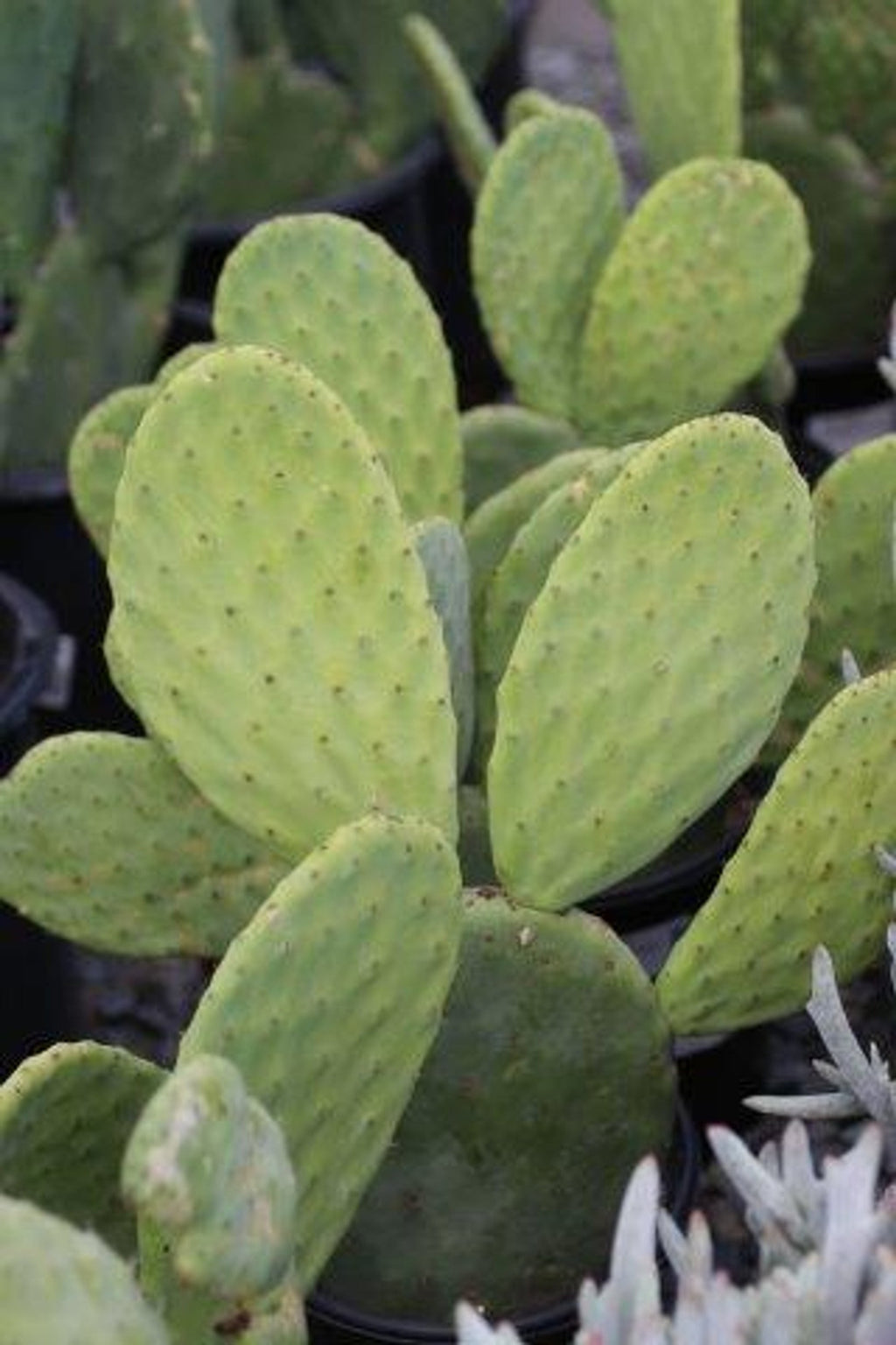 Opuntia Ficus-Indica Cactus Pads | 4 Fresh Edible Prickly Pear Nopales | Organic Spineless Cactus | Healthy, Ready to Plant or Cook