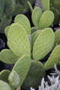 Opuntia Ficus-Indica Cactus Pads | 4 Fresh Edible Prickly Pear Nopales | Organic Spineless Cactus | Healthy, Ready to Plant or Cook
