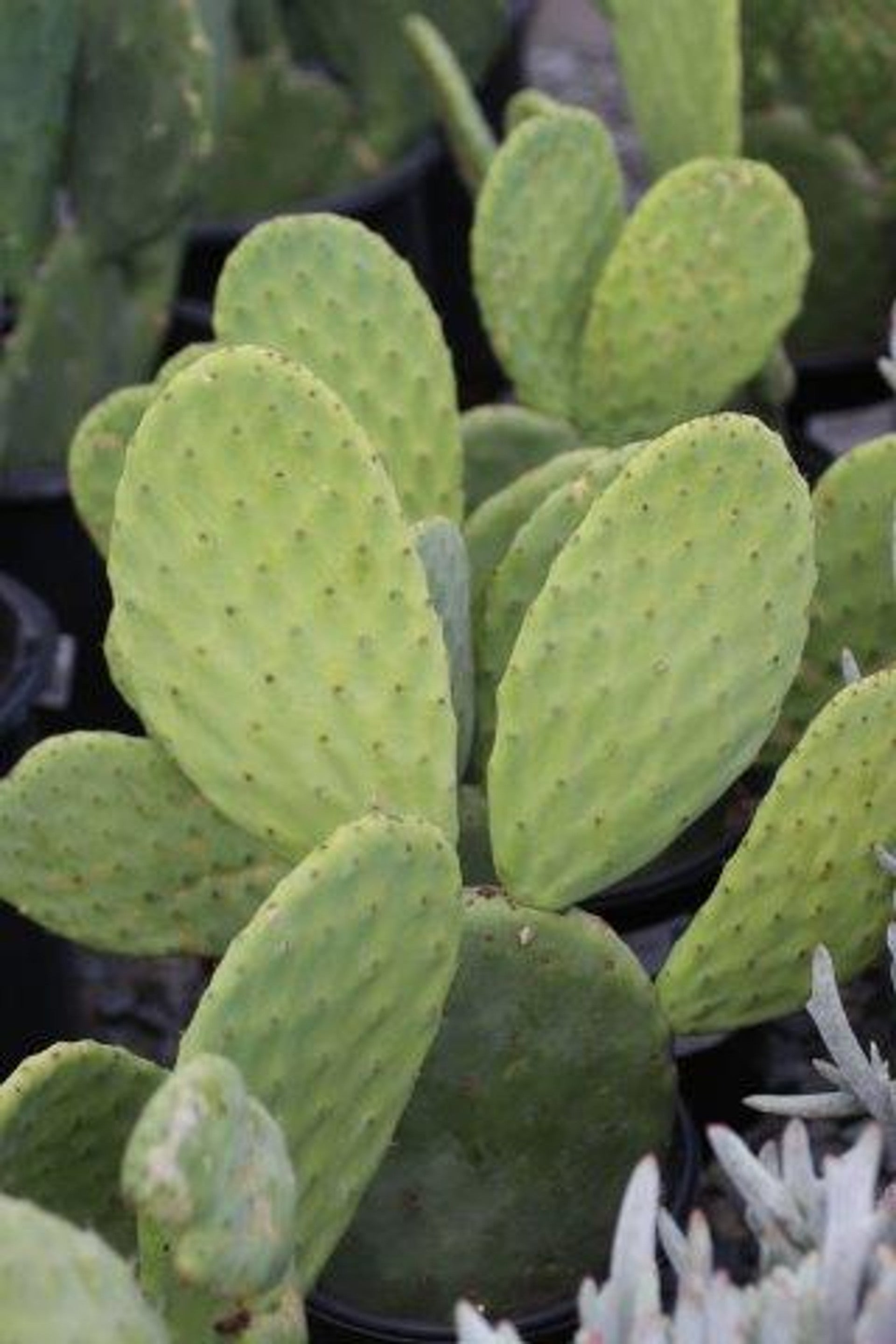 Opuntia Ficus-Indica Cactus Pads | 4 Fresh Edible Prickly Pear Nopales | Organic Spineless Cactus | Healthy, Ready to Plant or Cook