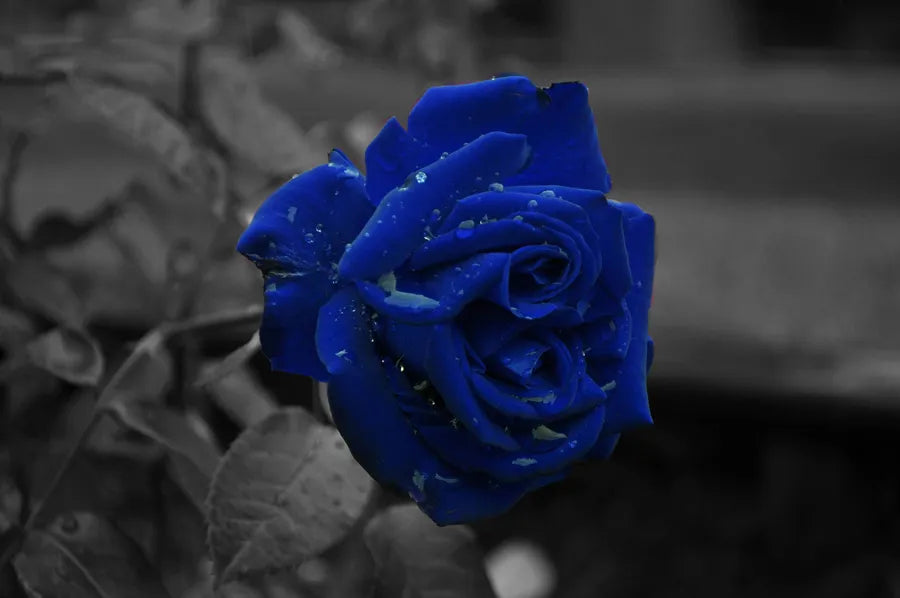 Super Rare Midnight Blue Rose Cuttings (Rosa ‘Midnight Blue’) – 3 Fresh Scions for Rooting or Grafting – Deep Purple Rose