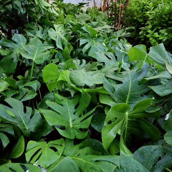 Large Monstera Deliciosa Rooted Cutting – Live Tropical Plant | Swiss Cheese Plant Cutting | Mature Split-Leaf Philodendron