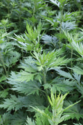 Mugwort Live Plant (Artemisia vulgaris) 12–16” Bareroot | Medicinal Herb, Dream Herb, Witch Herb, Perennial Plant