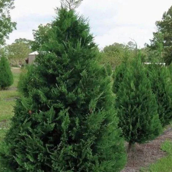 Murray Leyland Cypress Tree (Cupressocyparis leylandii ‘Murray’) | Fast-Growing Evergreen Privacy Hedge | 2.5 Inch Pot