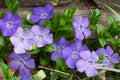 50 Live Vinca Minor Plants – Dwarf Periwinkle Bare Roots, Evergreen Ground Cover, Shade Loving, Hardy & Fast Spreading