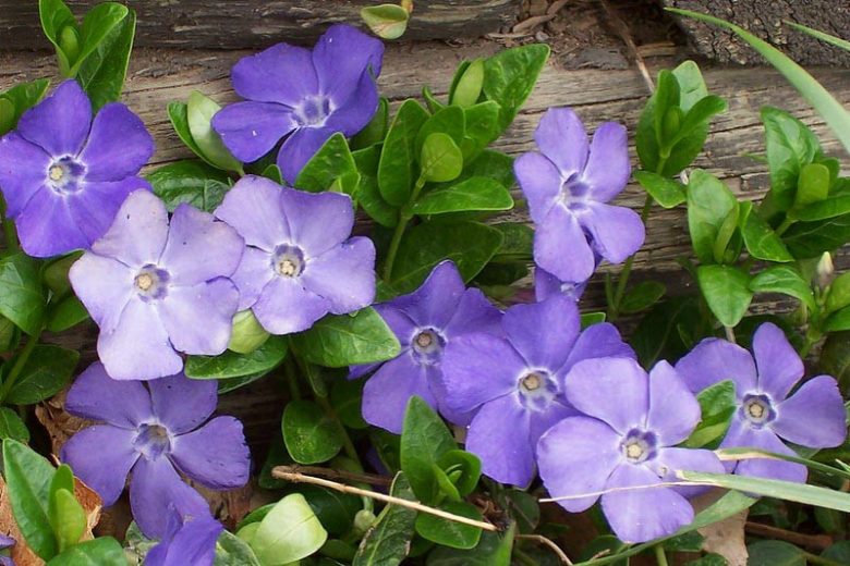 50 Live Vinca Minor Plants – Dwarf Periwinkle Bare Roots, Evergreen Ground Cover, Shade Loving, Hardy & Fast Spreading
