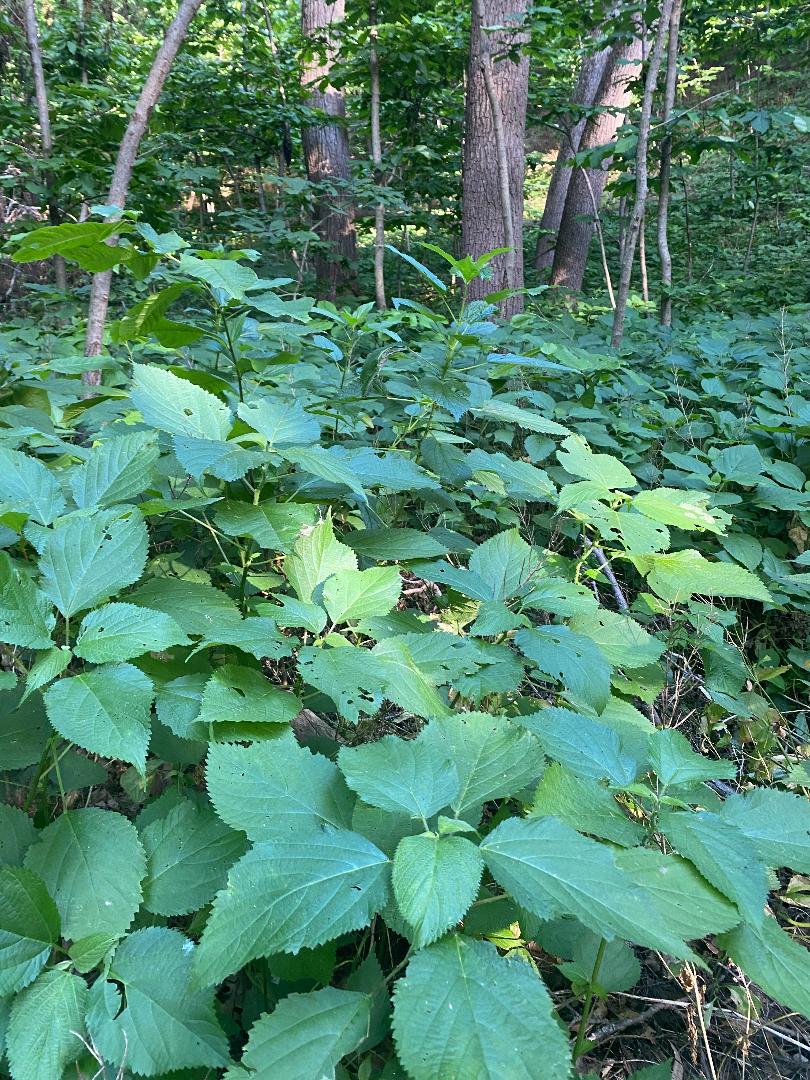 Large Wild Stinging Wood Nettle Bareroot Roots 20 Pack Laportea canadensis