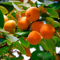 American Persimmon Tree (Diospyros virginiana) – Live Bare Root 6–12” Seedling | Cold Hardy Fruit Tree | Native Edible Plant