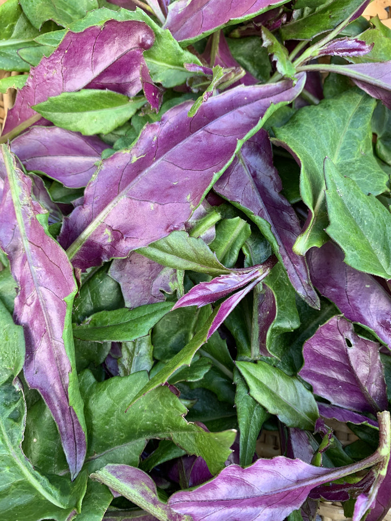 Okinawa Spinach Cuttings – 8 Fresh 5–6" Unrooted Cuttings (Gynura crepioides) – Edible Green & Purple Leaf Vegetable for Gardens