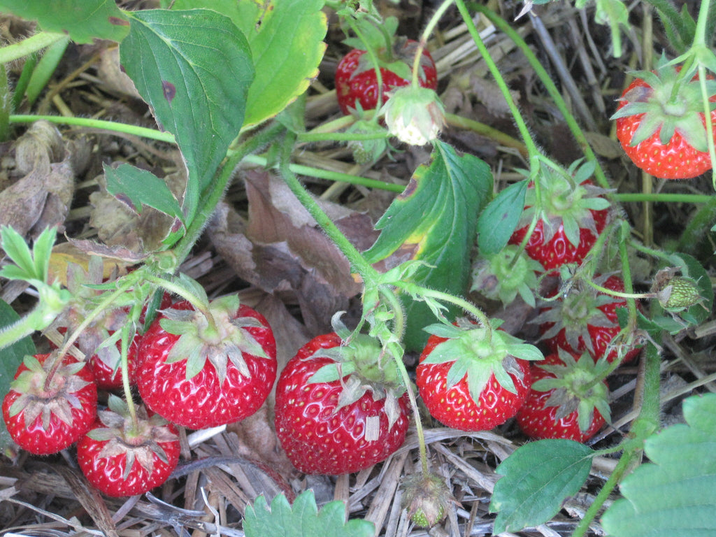 Seascape Strawberry Plants (10 Bare Root) – Everbearing Variety – Large Sweet Berries – High-Yield Garden Fruit – Non-GMO
