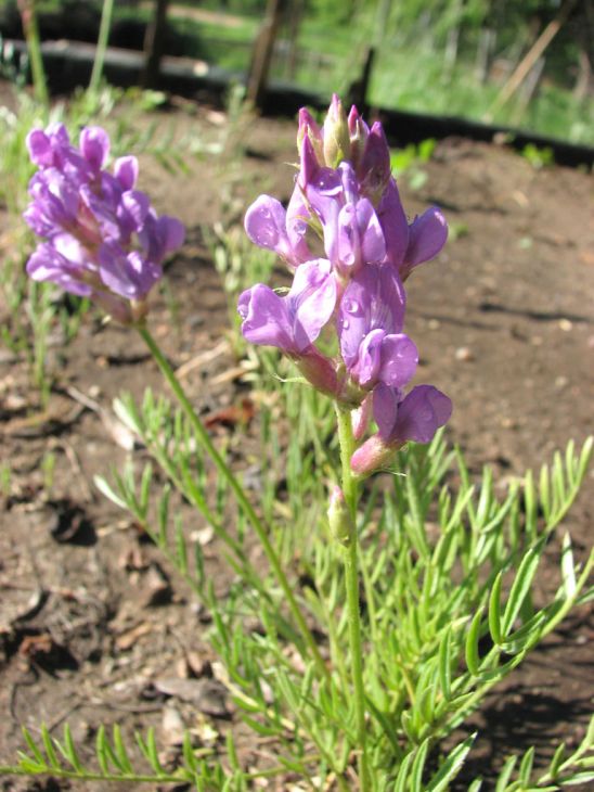 Oxytropis lambertii Seeds – Showy Locoweed, Native Perennial Wildflower, Nitrogen-Fixing Prairie Plant (25 Seeds)