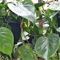 Philodendron Cordatum Heartleaf Rooted Cutting – Live Houseplant | Easy-Care Indoor Plant | Natural Green Décor Vine