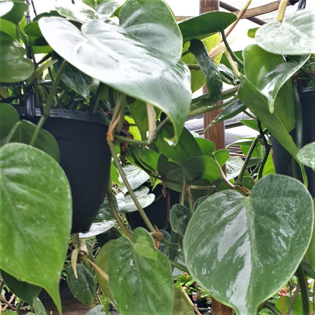 Philodendron Cordatum Heartleaf Rooted Cutting – Live Houseplant | Easy-Care Indoor Plant | Natural Green Décor Vine