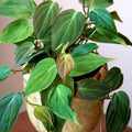 1 Philodendron Micans (Velvet Leaf Philodendron, Philodendron hederaceum var. hederaceum) – Rooted Starter Plant, Live Houseplant