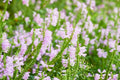 Physostegia virginiana Seeds – Obedient Plant Wildflower, 50 Non-GMO Perennial Seeds, Pollinator-Friendly Garden & Meadow Plant