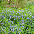 10 Rooted Vinca Major Cuttings 5–10" – Live Periwinkle Plant Starts, Evergreen Ground Cover, Fast-Growing Landscaping Plants